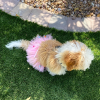 Pink Pom Pom Dog Tutu Skirt (XL)