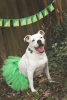 Green Christmas Dog Tutu Skirt (XXXL)