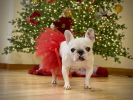 Red Christmas Dog Tutu Skirt (Medium)