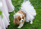 White Bridal Dog Tutu Skirt (XXL)