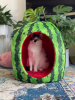 YML Watermelon Pet Bed House