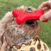 Arlo's Favorite Rubber Bone