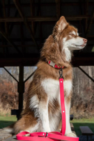 Red Mountain Syrah Waterproof Dog Leash