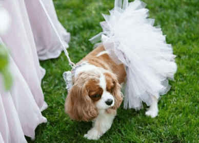 White Bridal Dog Tutu Skirt (XXXL)